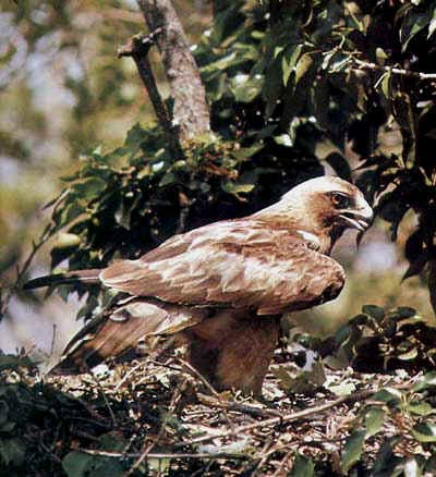  ڪارو  باز   Booted eagle  / Hieraatus pennatus /  